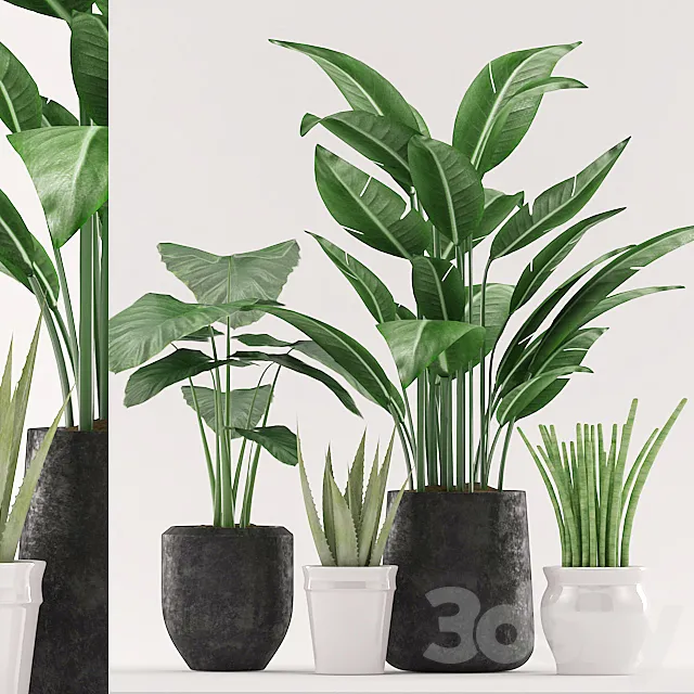 Plants 134 3D Model