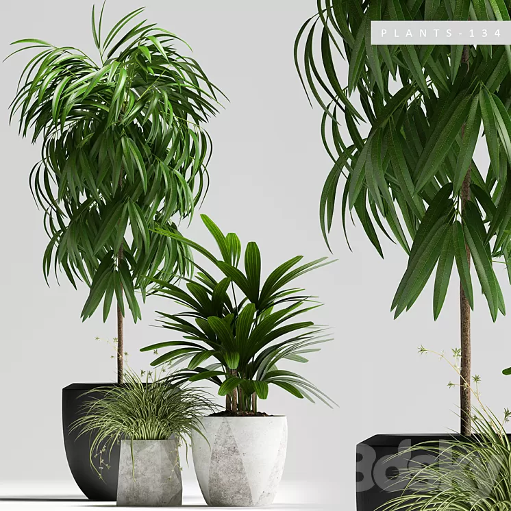 PLANTS 134