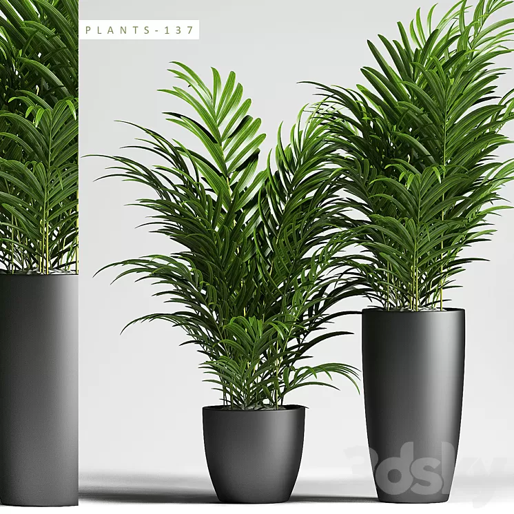 PLANTS 137 3D Model