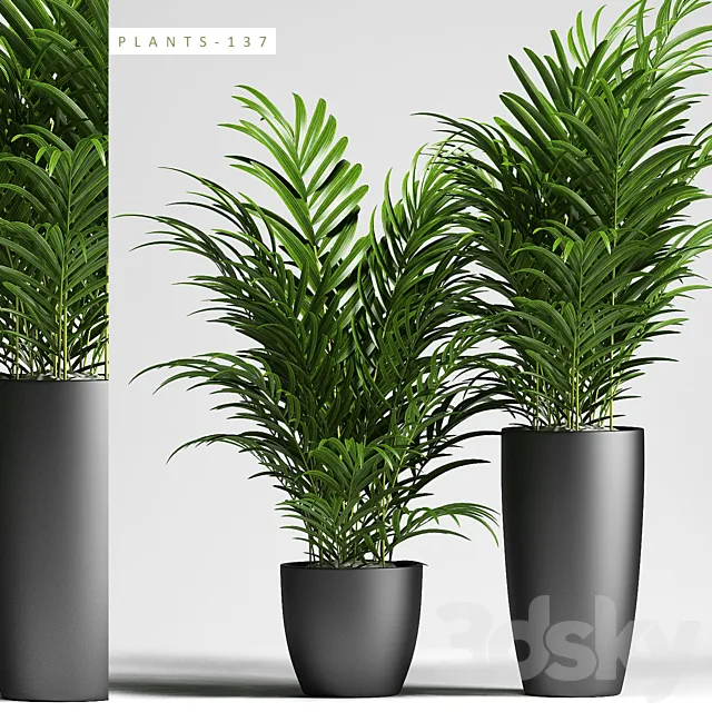 PLANTS 137 3DModel