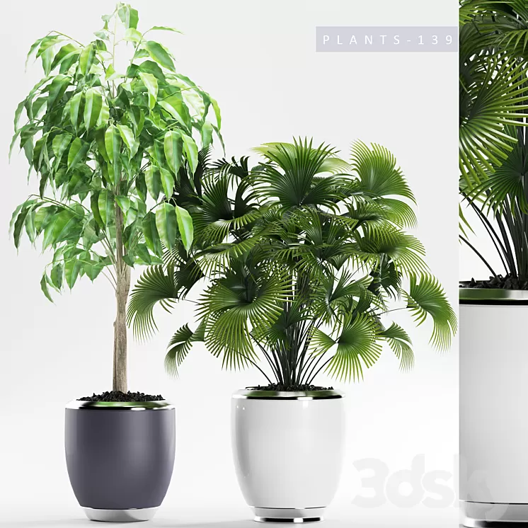PLANTS 139 3D Model