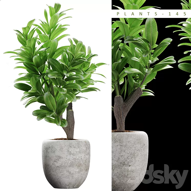 PLANTS 145 3D Model