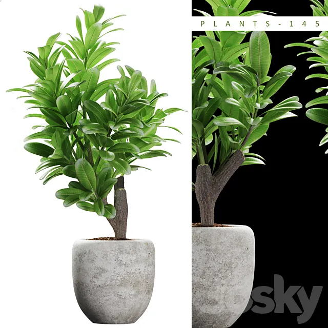 PLANTS 145 3DModel