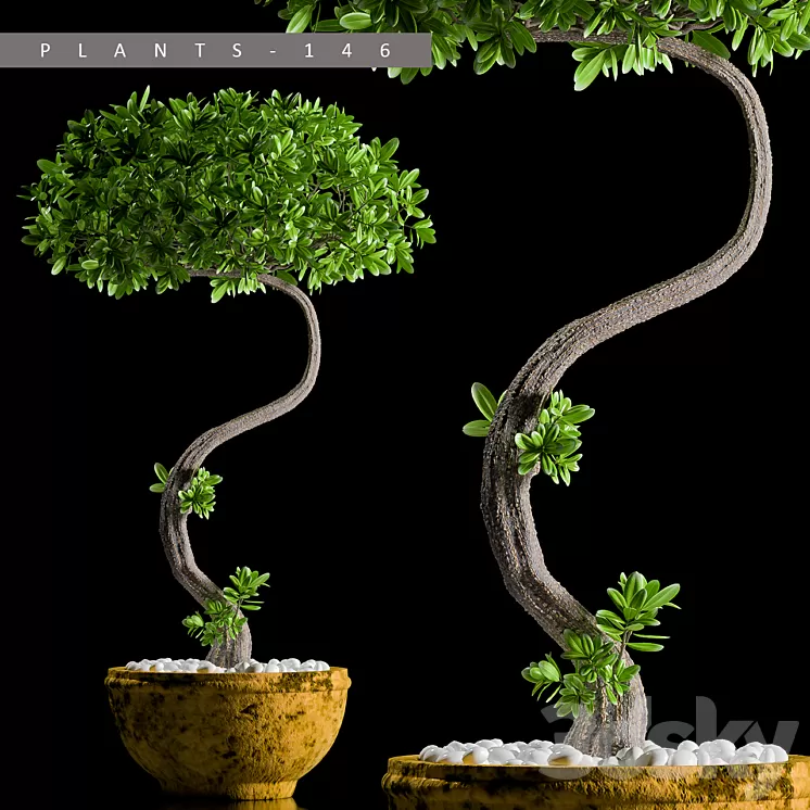 PLANTS 146 3D Model