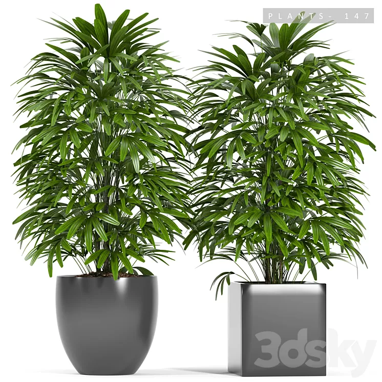 PLANTS 147 3D Model