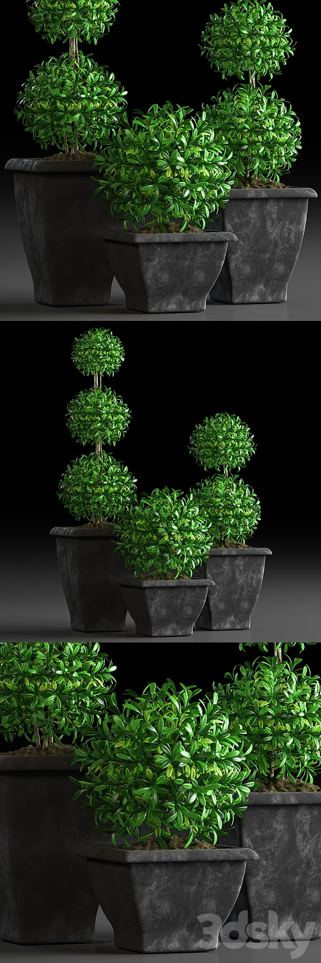 PLANTS 15 3D Model