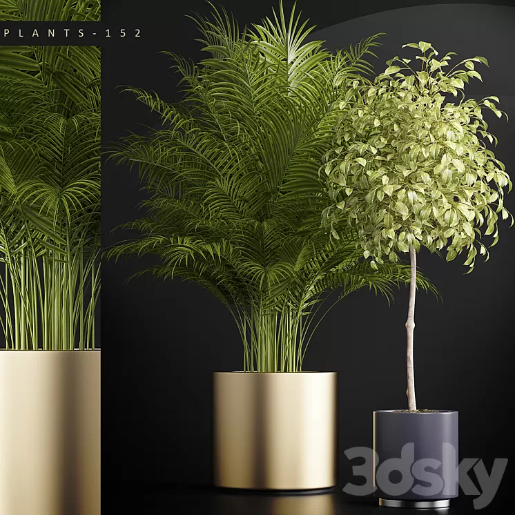 PLANTS 152 3D Model
