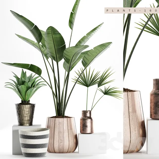 PLANTS 160 3D Model