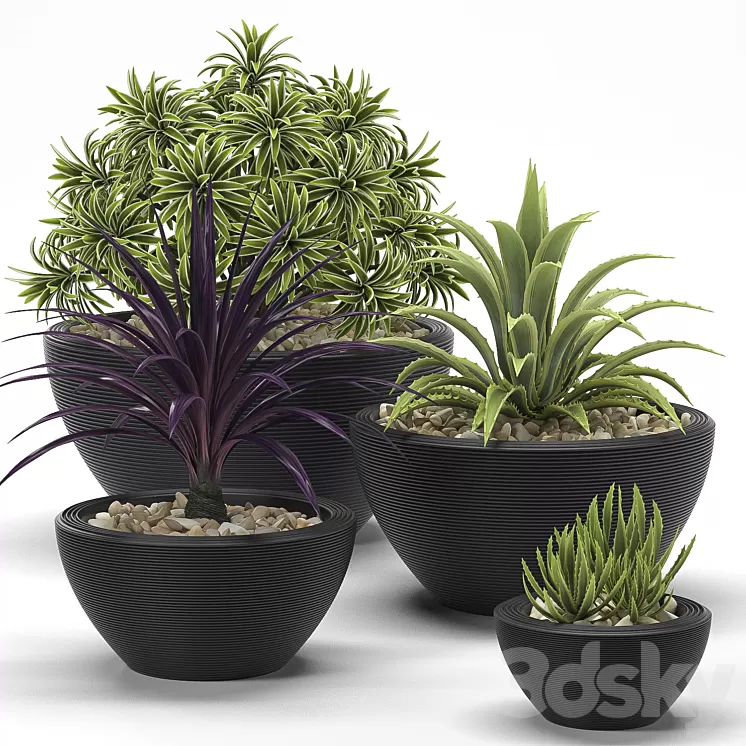 PLANTS 17 3D Model