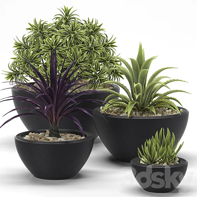PLANTS 17 3DModel