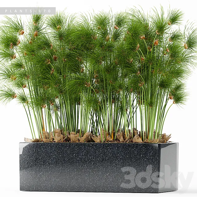 PLANTS 170 3D Model