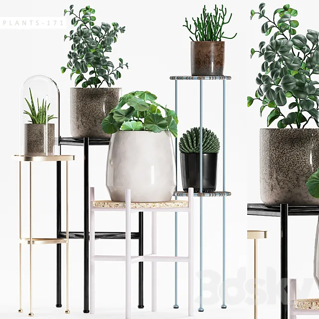 PLANTS 171 3D Model