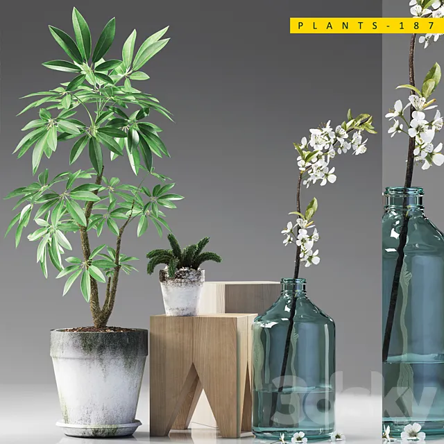 PLANTS 187 3DModel