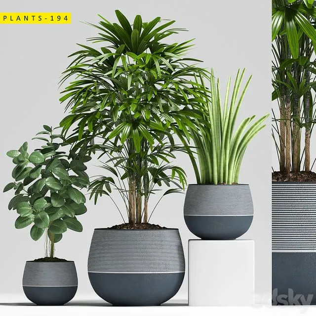 Plants 194 3D Model
