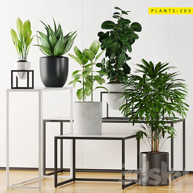 PLANTS 203 3DModel