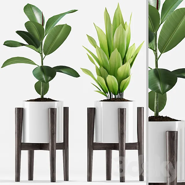 Plants 208 Free Download