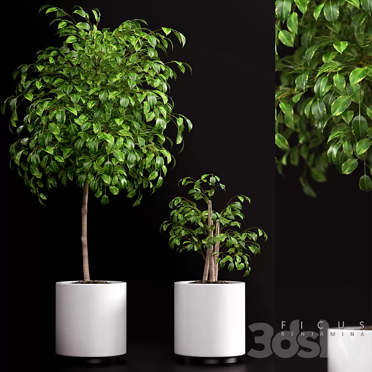 PLANTS 70 3D Model