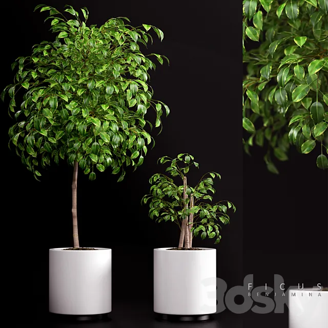 PLANTS 70 3DModel