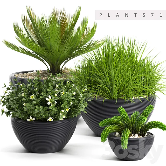 PLANTS 71 3DModel