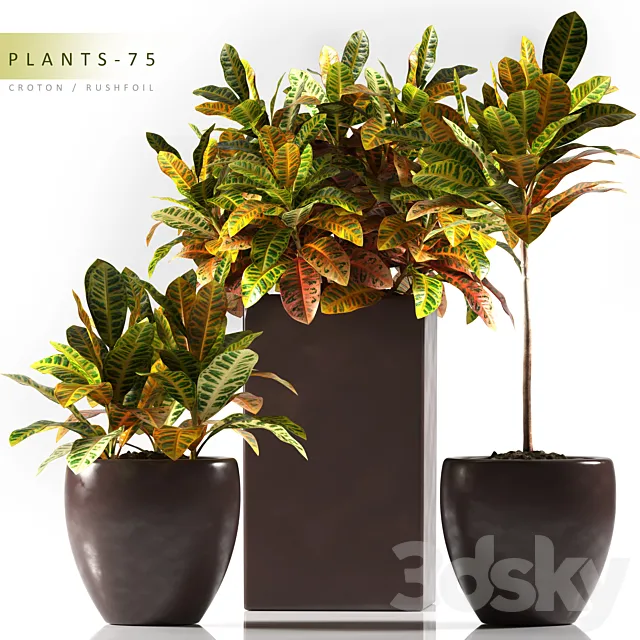 PLANTS 75 3D Model