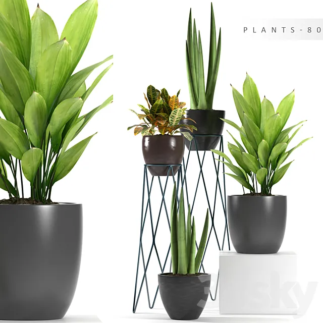PLANTS 80 3DModel