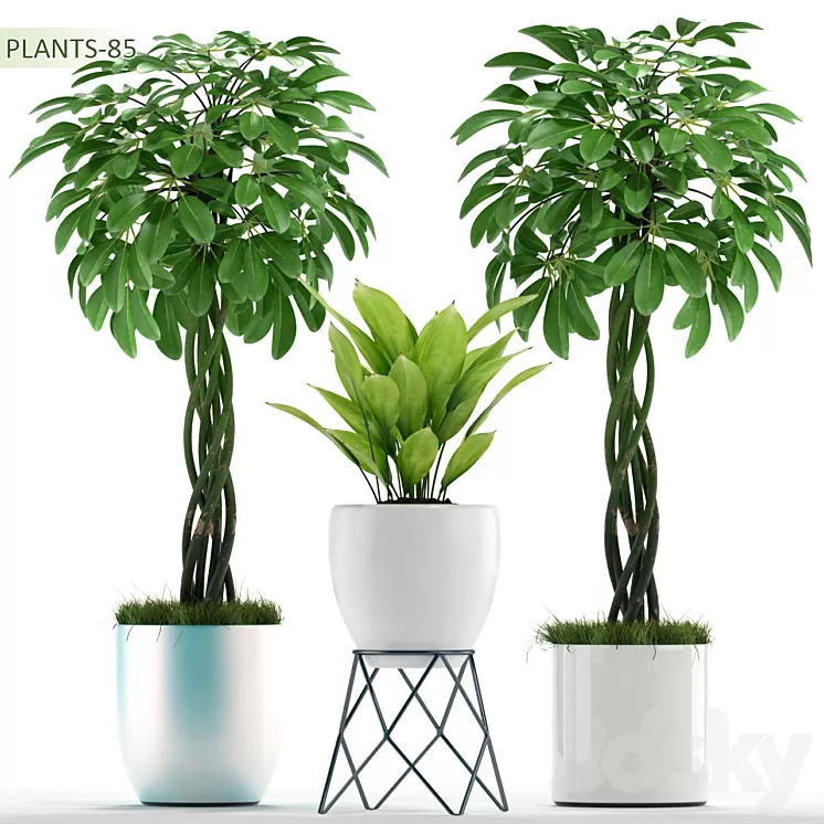 PLANTS 85