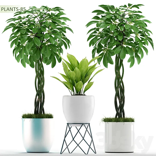 PLANTS 85 3DModel