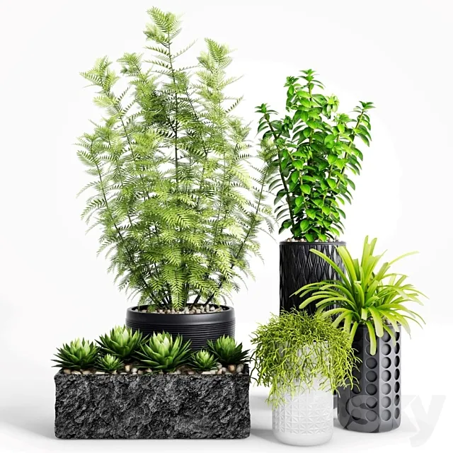 Plants and Planters _ 5 3DModel