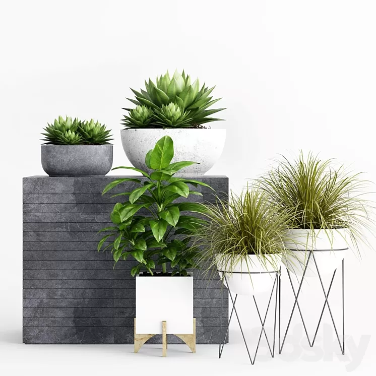 Plants and Planters _1 3D Model