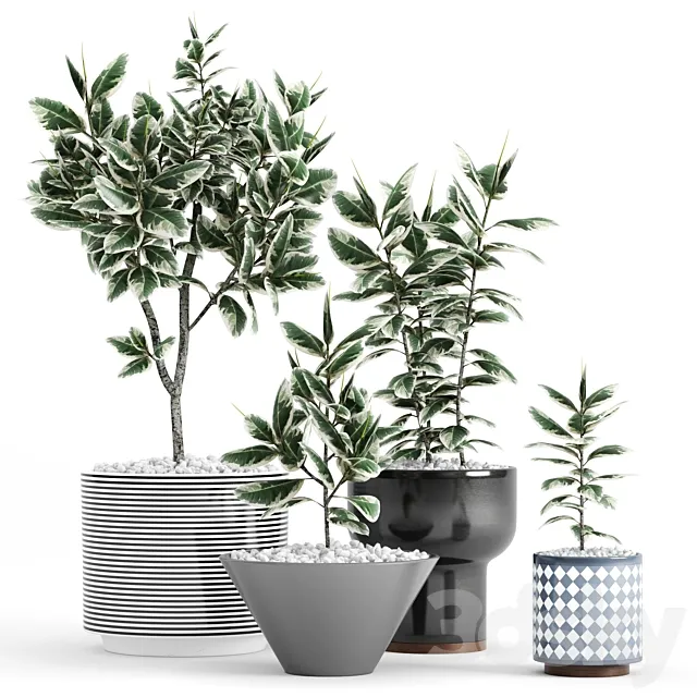 Plants and Planters _10 (Ficus Elastica Variegata) 3D Model