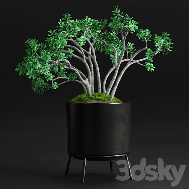 Plants and Planters _11 (Jade Plant) 3D Model