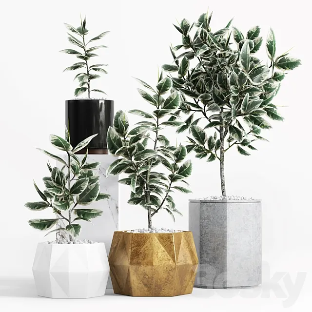 Plants and Planters _8 (Ficus Elastica Variegata) 3D Model
