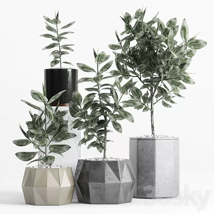 Plants and Planters _9 (Ficus Elastica) 3D Model