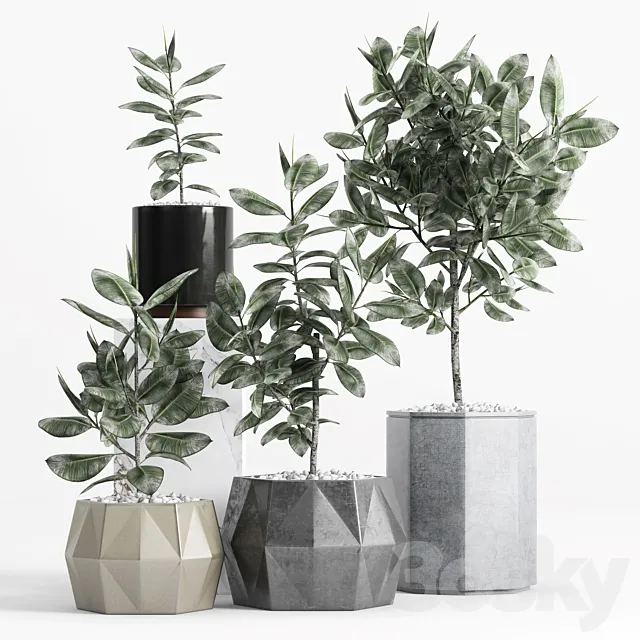 Plants and Planters _9 (Ficus Elastica) 3DModel
