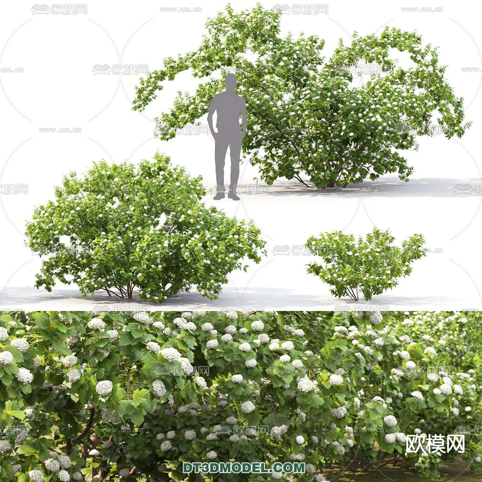 PLANTS - BUSH - CORONA - 3D MODEL - 263