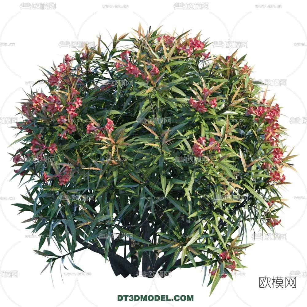 PLANTS - BUSH - CORONA - 3D MODEL - 269