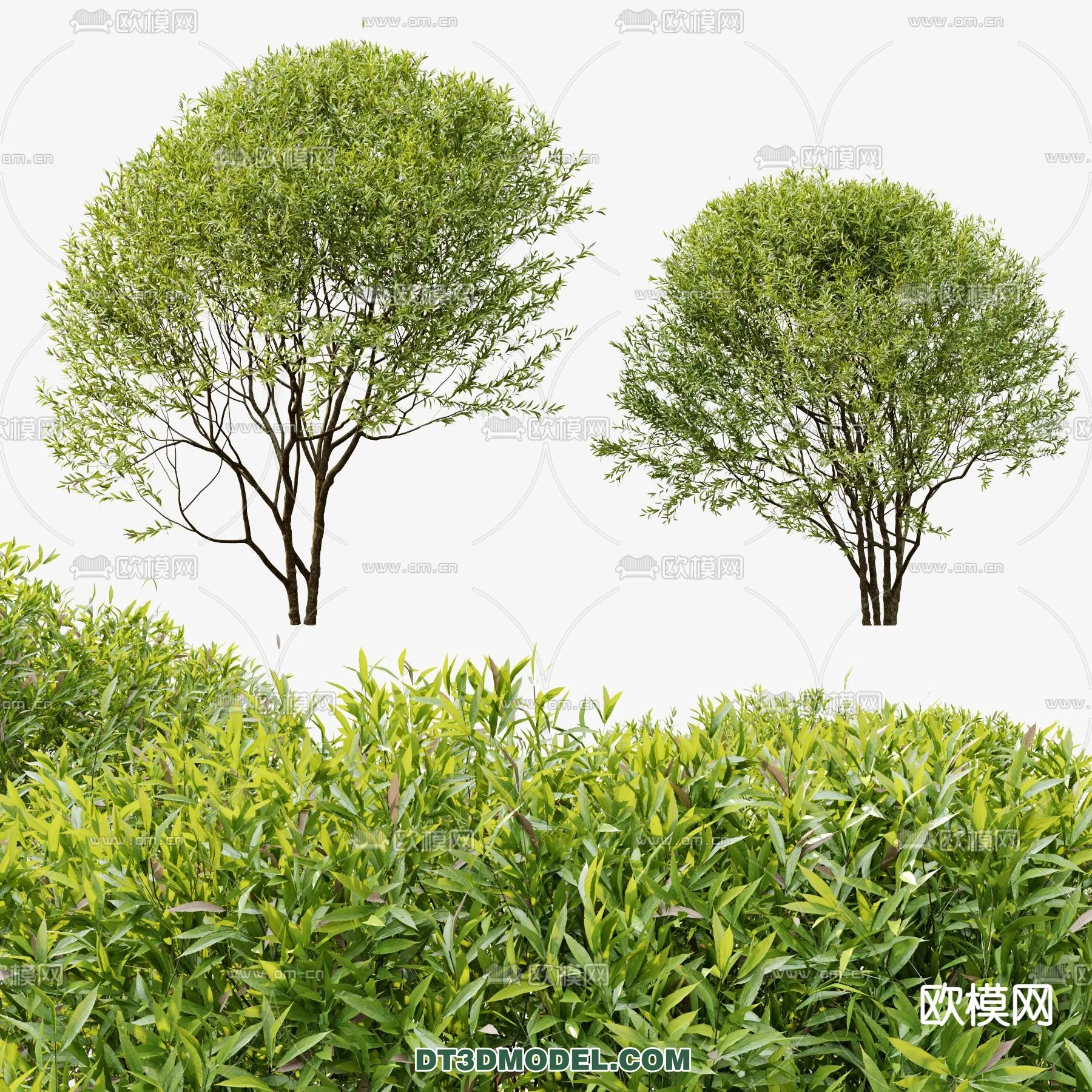 PLANTS - BUSH - CORONA - 3D MODEL - 281