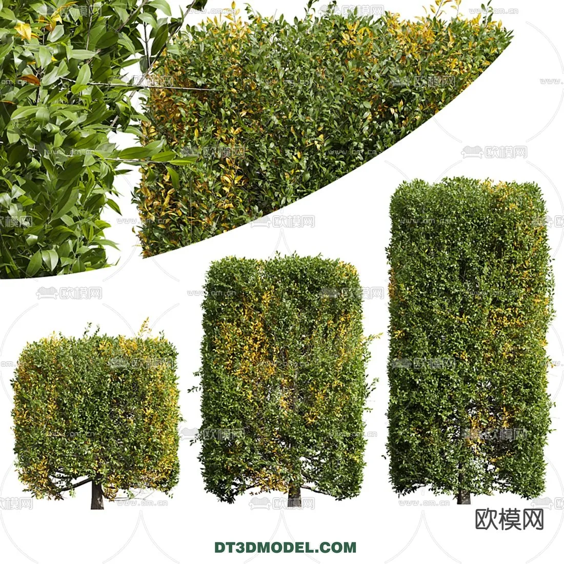 PLANTS - BUSH - CORONA - 3D MODEL - 286