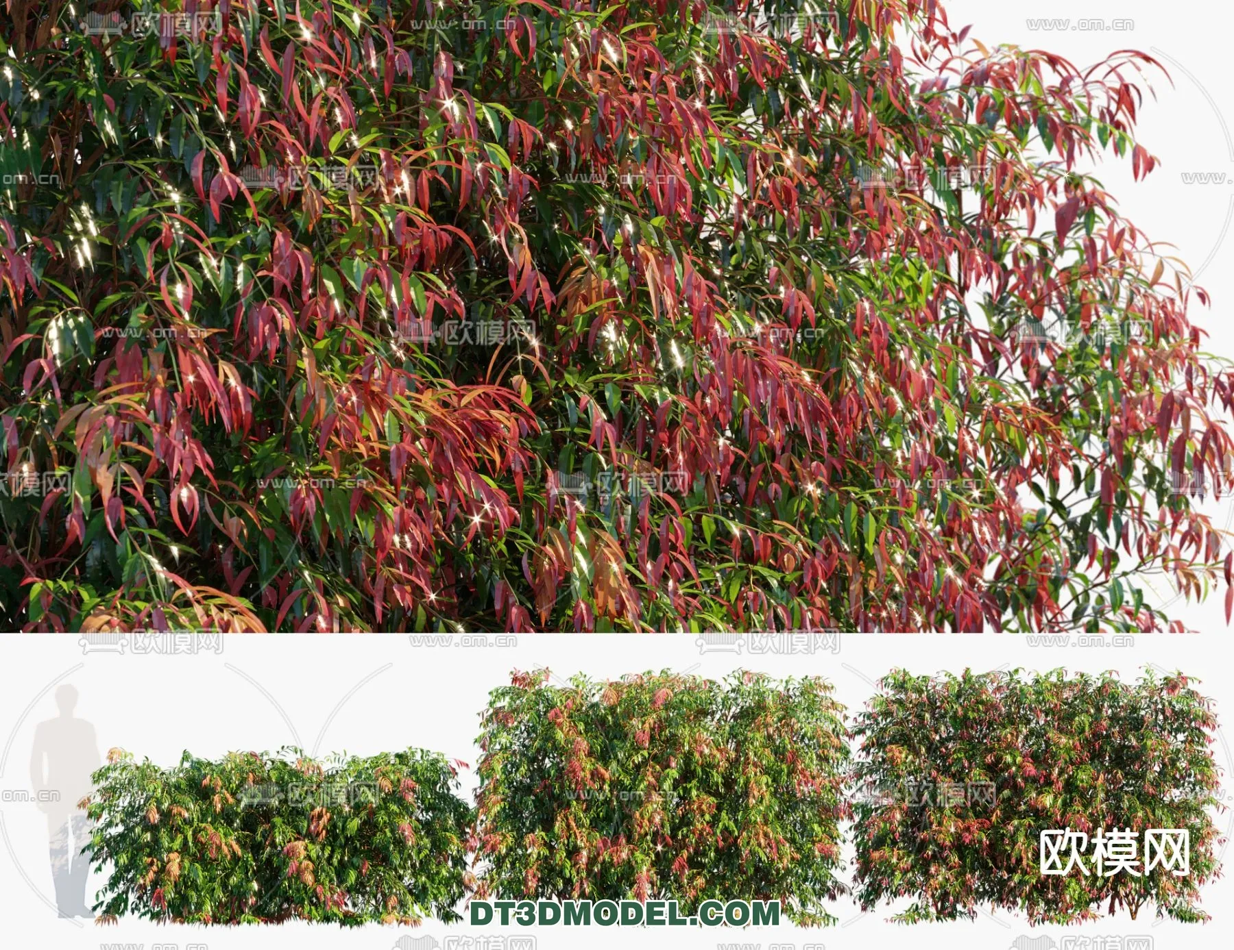 PLANTS - BUSH - CORONA - 3D MODEL - 315