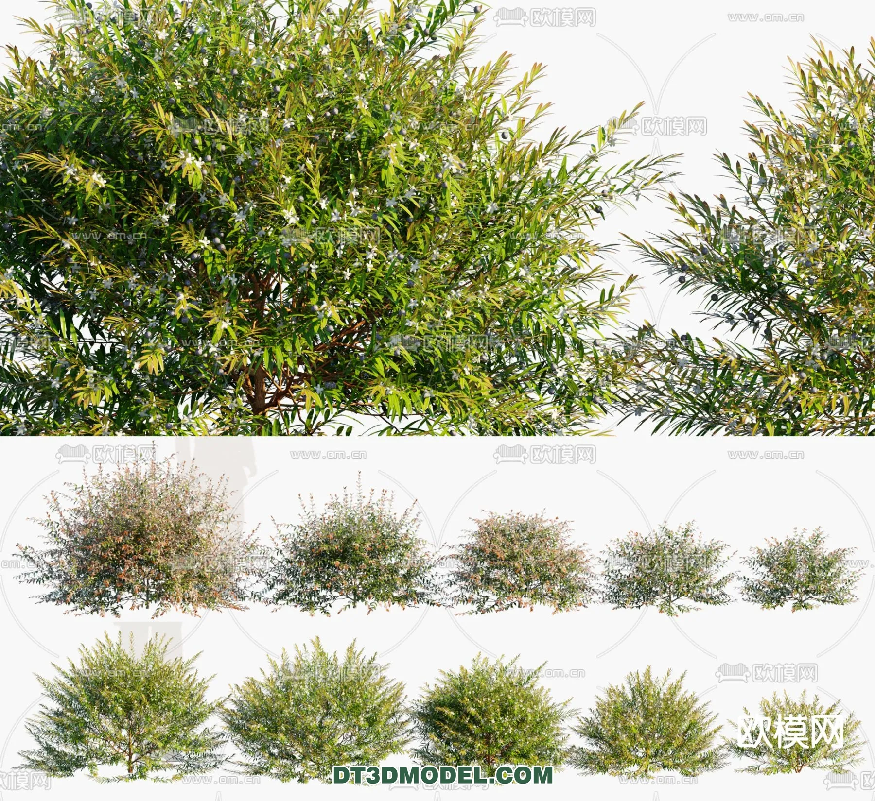 PLANTS - BUSH - CORONA - 3D MODEL - 316