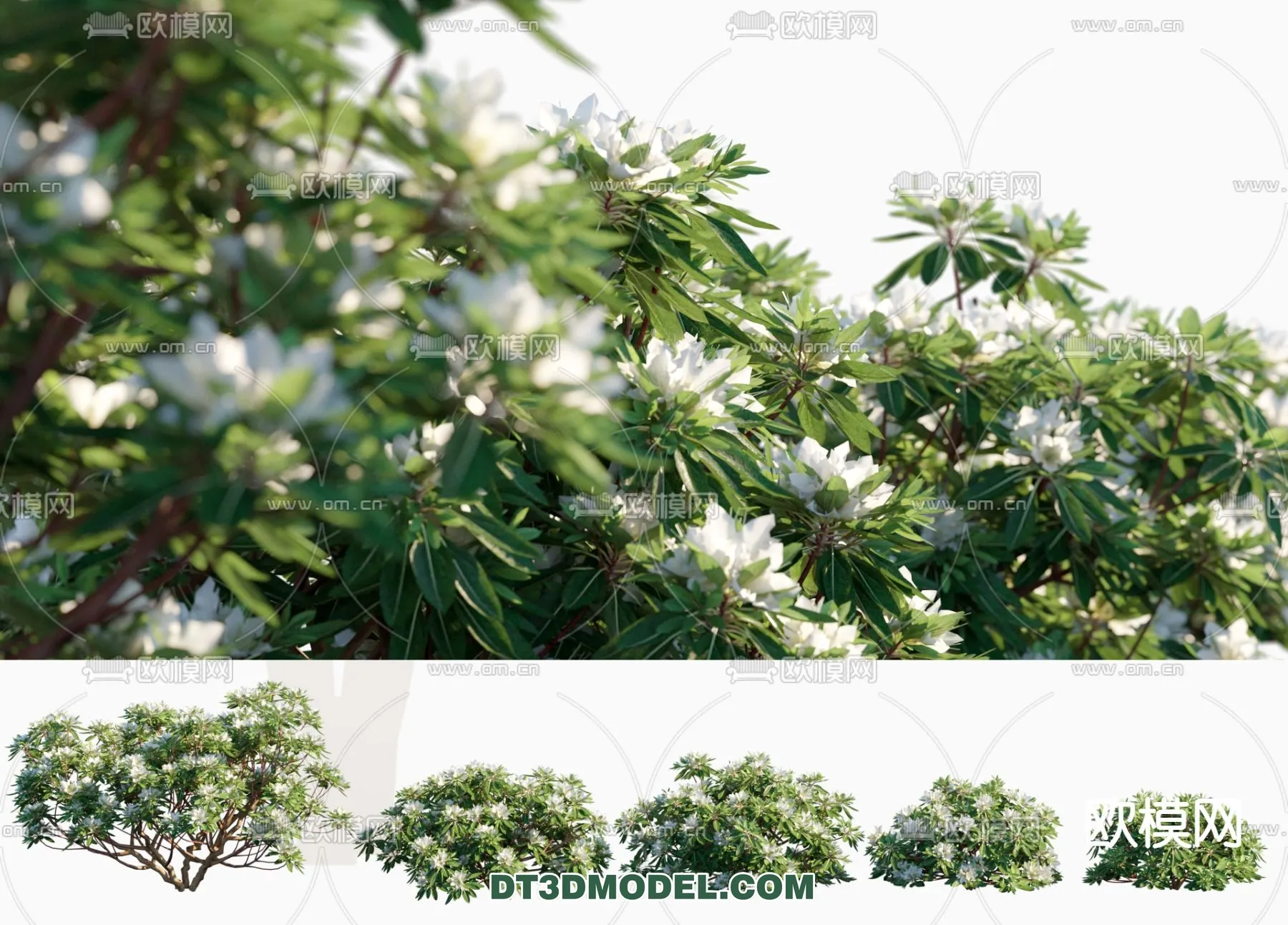 PLANTS - BUSH - CORONA - 3D MODEL - 318