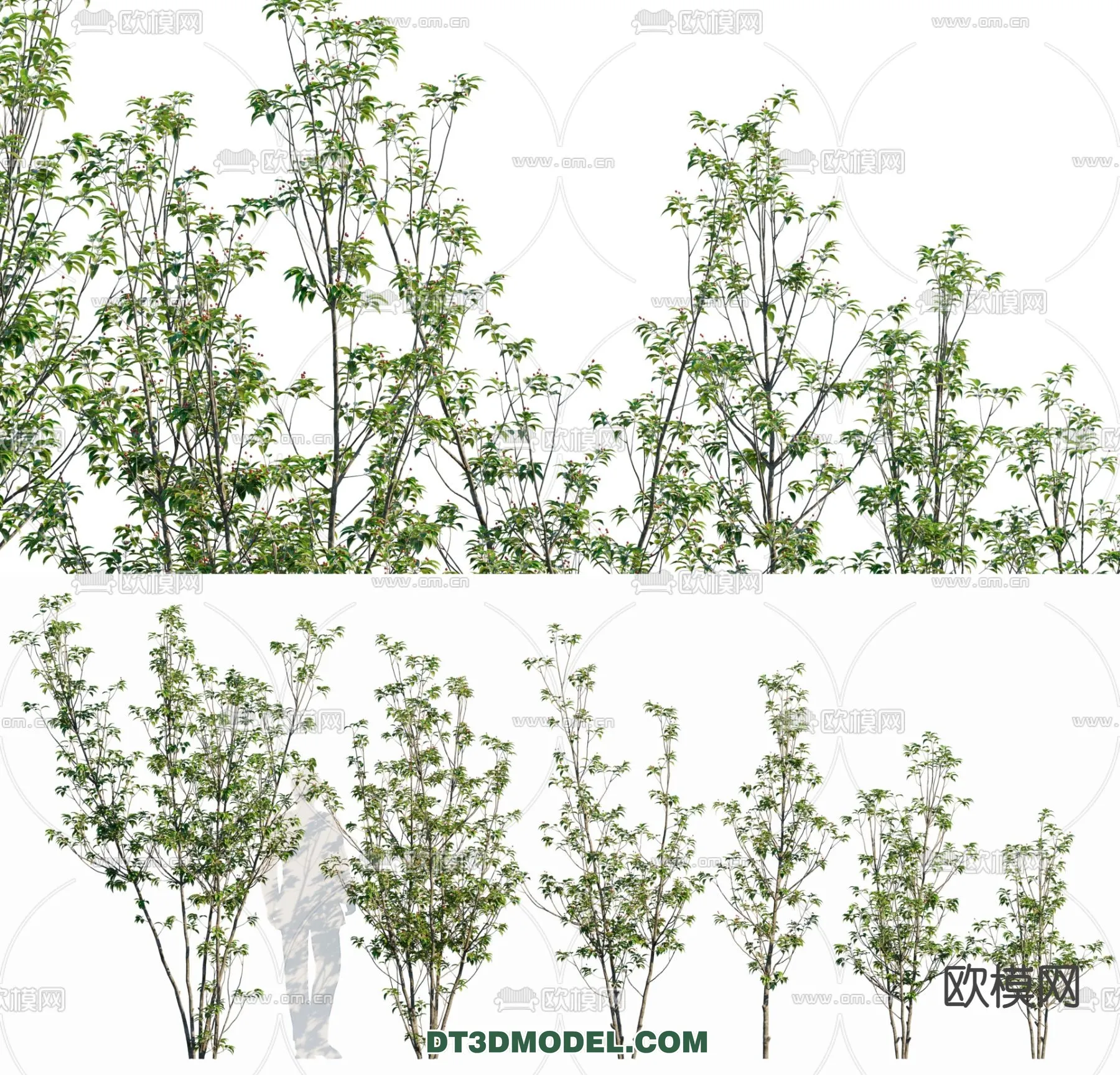 PLANTS - BUSH - CORONA - 3D MODEL - 319