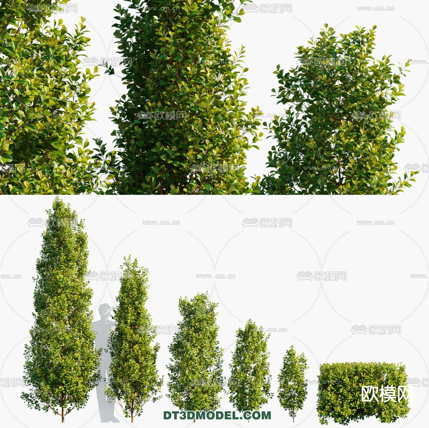 PLANTS - BUSH - CORONA - 3D MODEL - 323