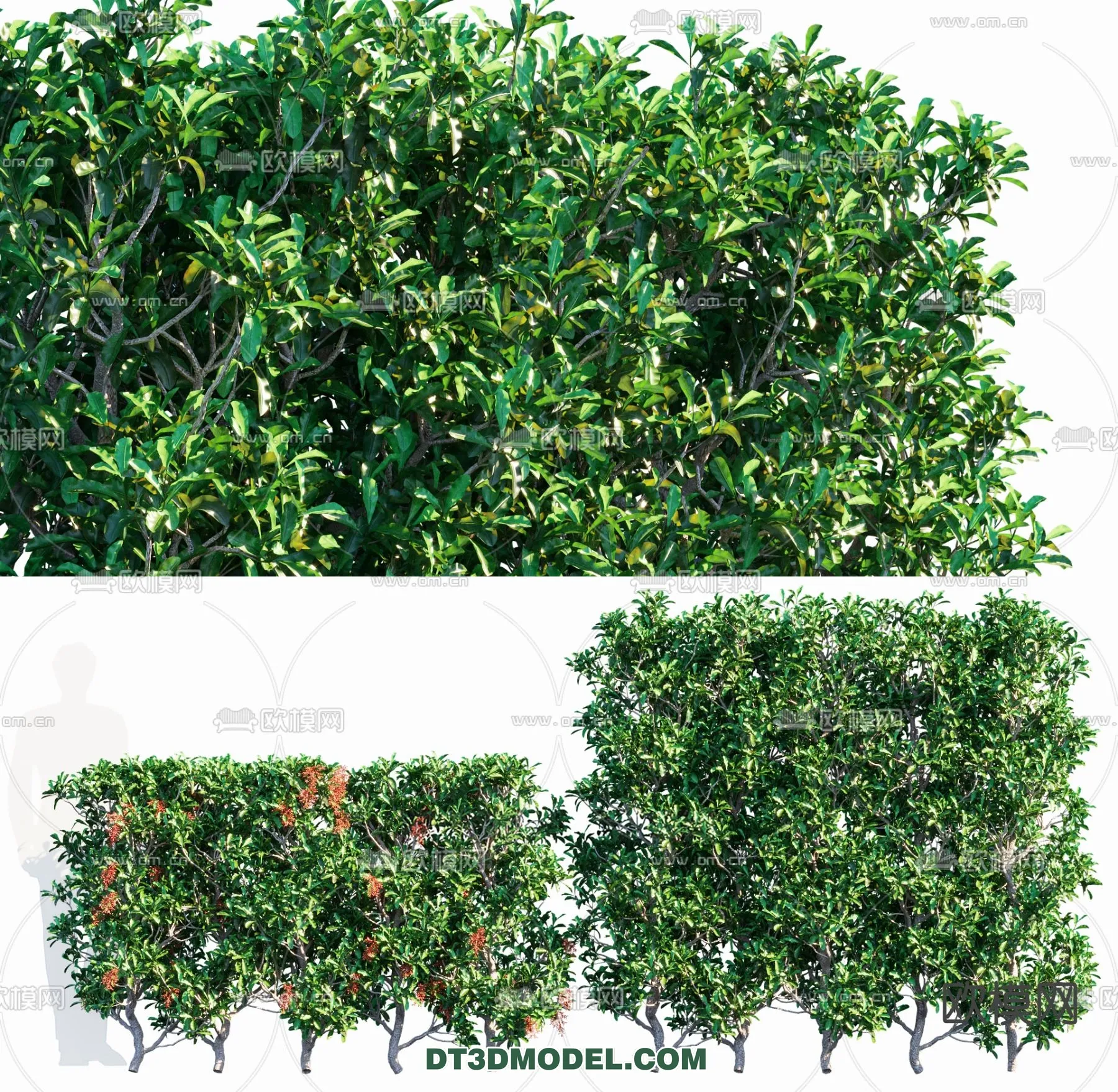 PLANTS - BUSH - CORONA - 3D MODEL - 325