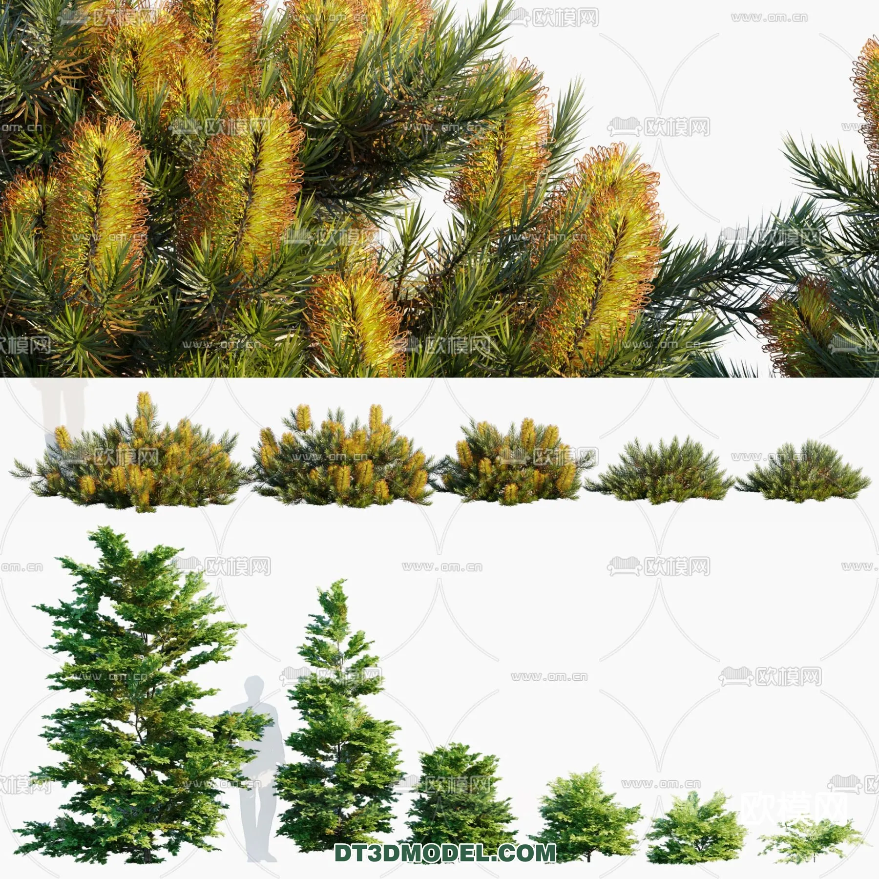 PLANTS - BUSH - CORONA - 3D MODEL - 326