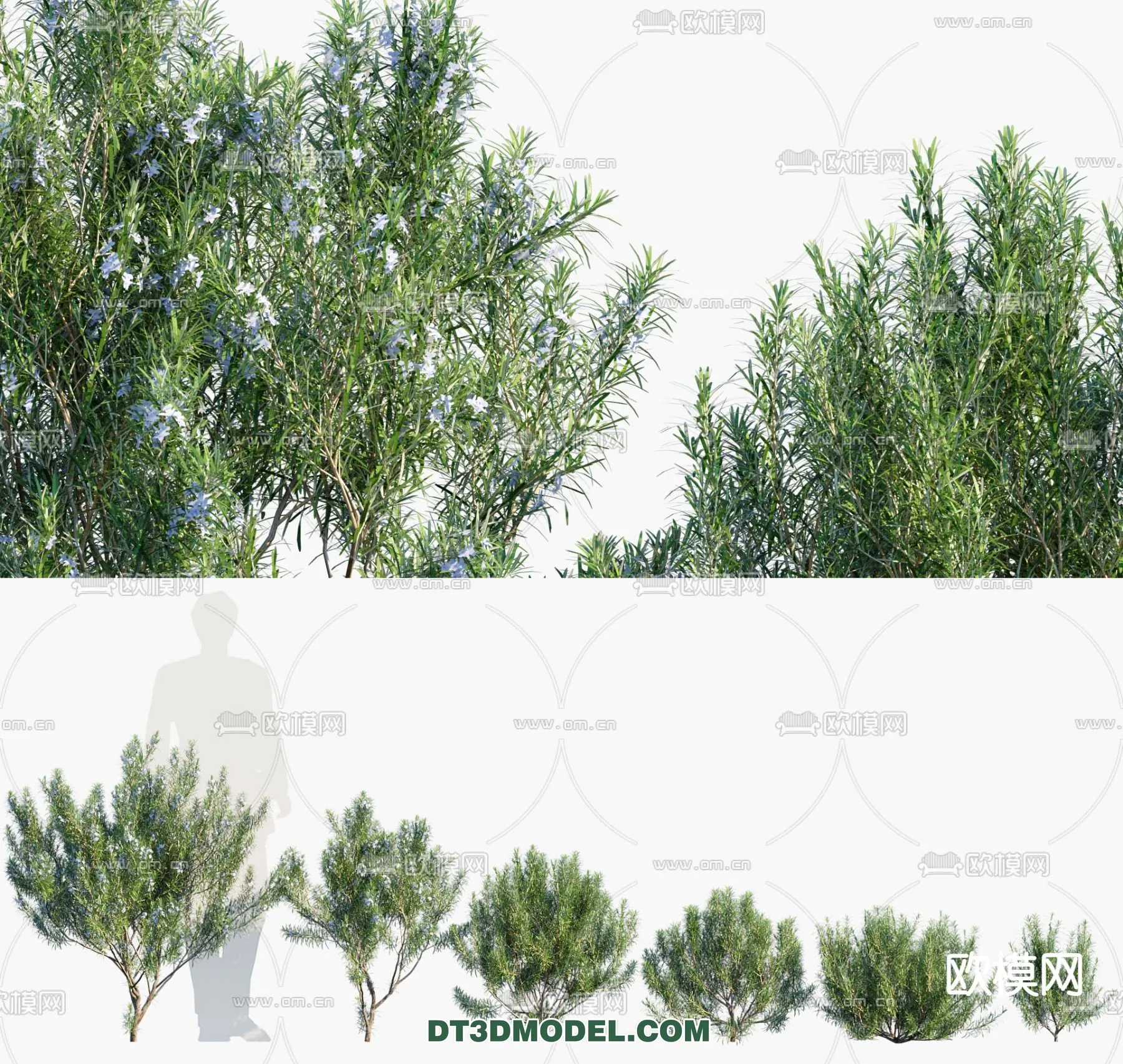 PLANTS - BUSH - CORONA - 3D MODEL - 337