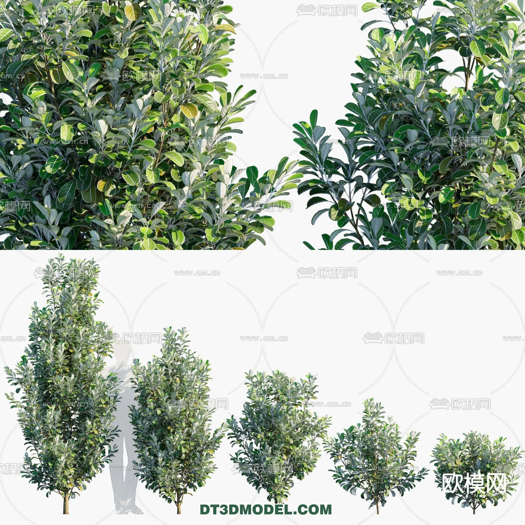 PLANTS - BUSH - CORONA - 3D MODEL - 342