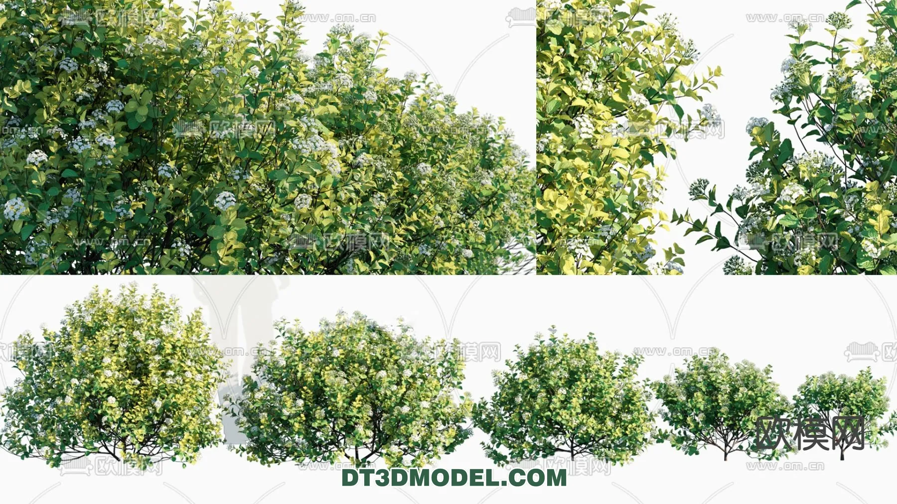 PLANTS - BUSH - CORONA - 3D MODEL - 366