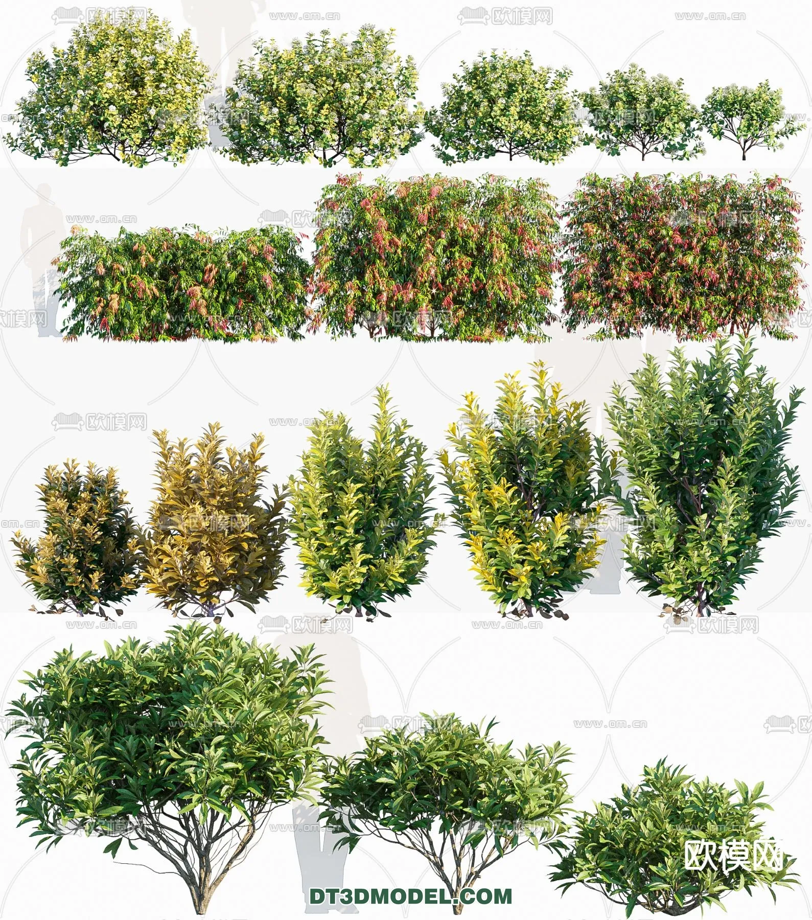 PLANTS - BUSH - CORONA - 3D MODEL - 371