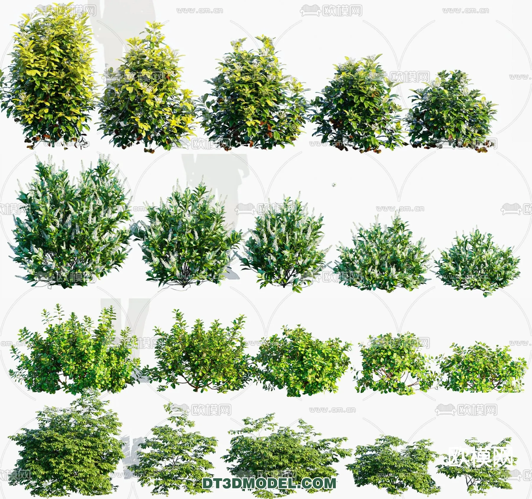 PLANTS - BUSH - CORONA - 3D MODEL - 373